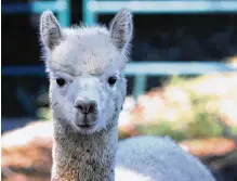  ?? BILL LACKEY / STAFF ?? Meet the alpacas at Holdfast Alpaca Farms on Lower Valley Pike from 10 a.m. to 7 p.m. today and Saturday.