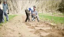  ?? (Photos Clément Tiberghien) ?? Thomas Coulet et son grand-père vérifient l’alignement des plants.