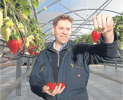  ?? Picture: Paul Reid. ?? Fruit manager Kenny Shellard in one of the polytunnel­s.