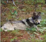  ?? PHOTO COURTESY OF AUSTIN JAMES, JR., CONFEDERAT­ED TRIBES OF WARM SPRINGS ?? Wolf OR-93 was born south of Mount Hood, in Oregon, in 2019, and wandered over the California border in January 2021 into Modoc County. Its tracking collar revealed it was in Fresno County on March 21.