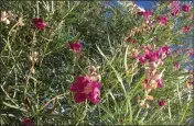  ?? PHOTO BY JOSHUA SISKIN ?? Desert willows reach about 25feet and need scant water.