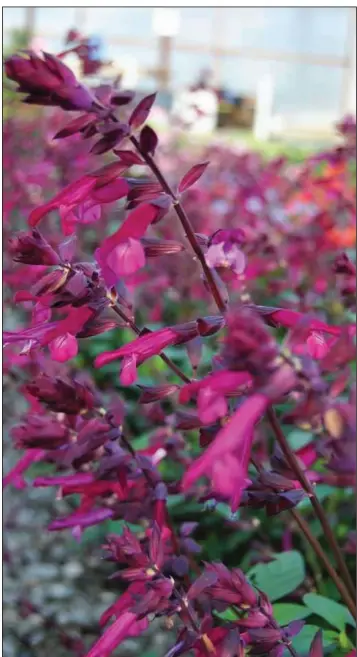  ??  ?? “Love and Wishes,” a product of Australia, blooms from spring to fall and grows 3 to 4 feet tall and 3 feet wide.