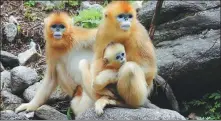  ?? LIU XIAO / XINHUA ?? A family of golden snub-nosed monkeys in the Qinling Mountains, Shaanxi province.