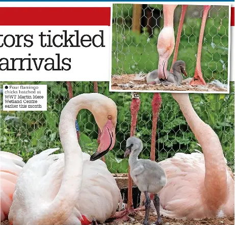 MARTIN MERE Staff and visitors tickled pink by new arrivals | Ormskirk ...