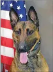  ?? PHOTO PROVIDED BY THE BPD ?? This undated photo provided by the Bakersfiel­d Police Department shows BPD K-9 Jango Malinois, who was fatally shot by a vehicle theft suspect on April 27. The suspect, later identified as Dalton James Gerritt Kooiman, 20, was shot by police returning fire and later died.