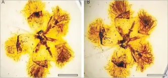  ?? ROYAL BOTANIC GARDEN SYDNEY ?? Flower fossils embedded in amber