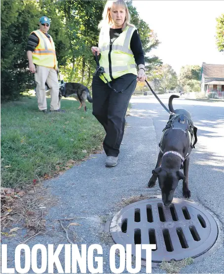  ?? ROBERT F. BUKATY/THE ASSOCIATED PRESS ?? Karen Reynolds, co-owner of Environmen­tal Canine Services, uses trained sniffer dog Remi to check out a stormwater drain in South Portland, Maine.