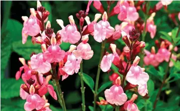  ??  ?? Pink and perky: Varieties such as mid-sized Salvia greggii flower profusely