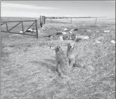  ??  ?? Dr. Tali Neta’s dogs with litter dumped on the west side of Lethbridge.