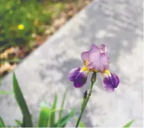  ?? JACQUELINE LARMA/THE ASSOCIATED PRESS ?? At the Woodlands Cemetery in Philadelph­ia, flowers that are planted must be pre-approved and historical­ly relevant.