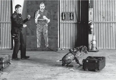  ?? Photos by Sam Owens / Staff photograph­er ?? Officer Michaela Brewer prepares to reward her dog Pika for detecting a suspicious package in a suitcase during a training exercise this month at the San Antonio Internatio­nal Airport. Pika’s reward is a bright orange and blue squeaky ball.