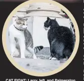  ??  ?? CAT FIGHT: Larry, left, and Palmerston