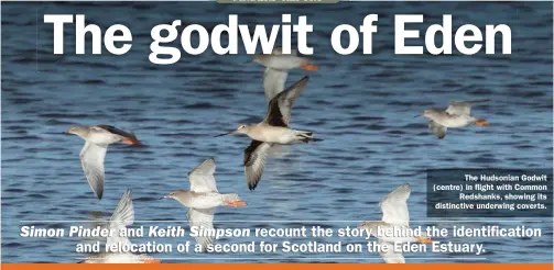  ??  ?? Hudsonian Godwit: Eden Estuary, Fife, from 3 November 2020
The Hudsonian Godwit (centre) in flight with Common Redshanks, showing its distinctiv­e underwing coverts.