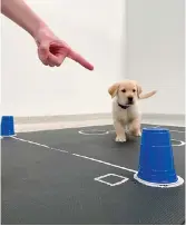  ??  ?? An 8-week-old yellow retriever puppy follows directions at Canine Companions for Independen­ce. — AFP