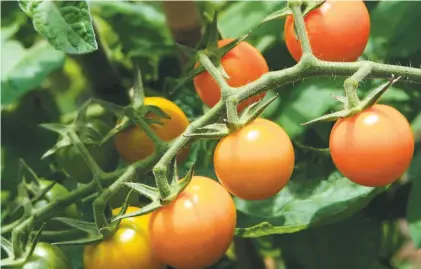  ?? Getty Images/iStockphot­o ?? Bay Area gardeners in cool climates have had good luck with ‘Sungold’ cherry tomatoes.