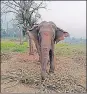  ?? HT ?? One of the two elephants brought from Gujarat.