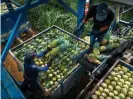  ??  ?? Workers packing fruit at a pineapple farm in the Sarapiqui region of Costa Rica. Photograph: Anthony John Coletti