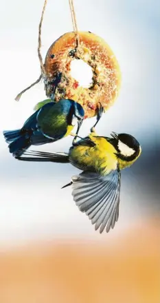  ?? Foto: stock.adobe.com ?? Viele Vögel finden in der Natur kaum noch Nahrung. Vor allem im Frühling und Sommer, wenn sie brüten, wird das zum Problem für die Tiere.