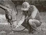  ?? Julie Jacobson / Associated Press ?? Assistant trainer Masaaki Minamida tends to Belmont Stakes hopeful Epicharis, who is being treated for lameness and took the day off from training Thursday.