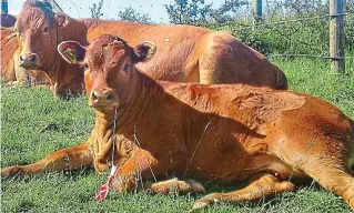  ??  ?? Littering our fields: A farmer was horrified to find a cow eating a balloon