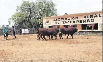  ??  ?? CON BUENA CONCURRENC­IA SE REALIZÓ LA CALIFICACI­ÓN EN ASOCIACIÓN RURAL DE TACUAREMBÓ