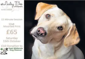  ??  ?? Lesley Bee has a studio in the Atkins building. She is offering a special pet photo session with a donation to charity in October