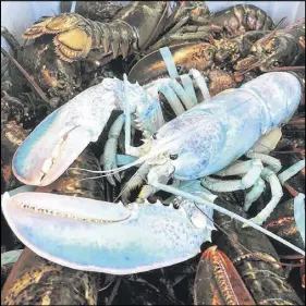  ?? ROBINSON RUSSELL/THE CANADIAN PRESS ?? A blue lobster is shown in this photo, that might have a shot at top prize in the “Craziest Lobster” contest. Fishermen have submitted photos of about 75 lobsters on the Facebook page of Murray GM, a car dealership in southweste­rn Nova Scotia. The one...