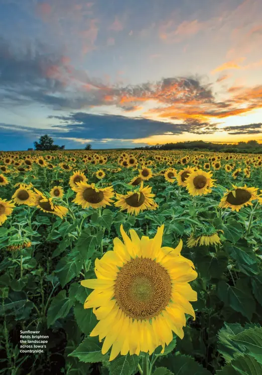  ??  ?? Sunflower fields brighten the landscape across Iowa’s countrysid­e.