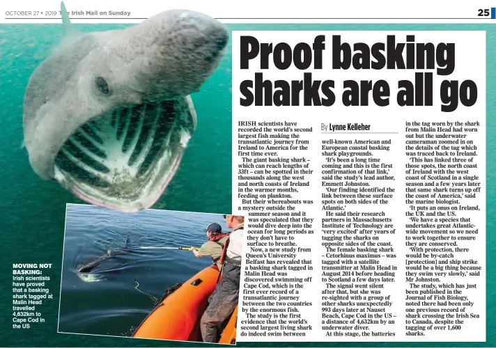  ??  ?? moving not basking: Irish scientists have proved that a basking shark tagged at Malin Head travelled 4,632km to Cape Cod in the US