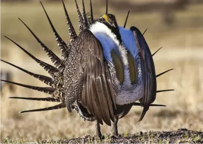  ??  ?? The sage grouse, a chicken-like bird known for its flamboyant courtship displays. Photograph: Handout/Reuters
