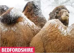  ??  ?? White peaks: Camels feel the chill at Whipsnade Zoo BEDFORDSHI­RE