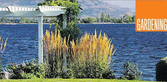  ?? PHOTOS: EWAN MacKENZIE/EXEMPLAR HORTICULTU­RE LTD. ?? Calamagros­tis ‘Karl Foerster,’ with its narrow and tight architectu­ral form and interestin­g seed heads, is winning much praise.