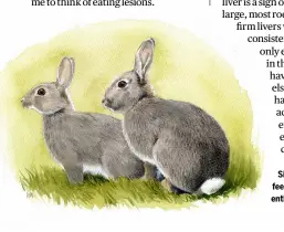  ?? ?? Since myxomatosi­s, it feels like we have lost some enthusiasm for eating rabbit