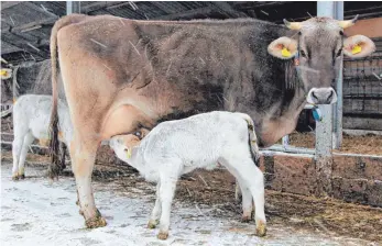  ?? FOTO: KATRIN BÖLSTLER ?? Auf den Höfen, die zur Erzeugerge­meinschaft gehören, bleiben die männlichen Kälber bis zu fünf Monate bei ihren Müttern oder Ammen. Danach geht es direkt zum Schlachtho­f.