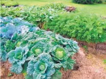  ?? TRACY WALSH/POSER DESIGN ?? Cathryne Richards will provide an overview of straw bale gardening at 2 p.m. June 25 at the Placitas Community Library, 453 Highway 165, 5 miles east of I-25, exit 242. It’s free. The photo shows cabbage and other vegetables planted in straw bales.