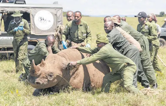 How to move a rhinoceros - PressReader