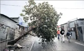  ??  ?? WINDS OF CHANGE: This tree in Siyabonga street, Dunoon, Cape Town, was uprooted.