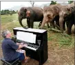  ?? ?? A concert for the pachyderms