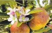  ?? ?? Bees at work on apple blossoms. The insects are important pollinator­s in gardens and native plants.