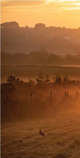  ??  ?? On the hop: As the sun rose on another hot day in Foolow in the Peak District yesterday a local photograph­er captured this image of rabbits frolicking in the morning mist in an echo of the popular novel and film Watership Down