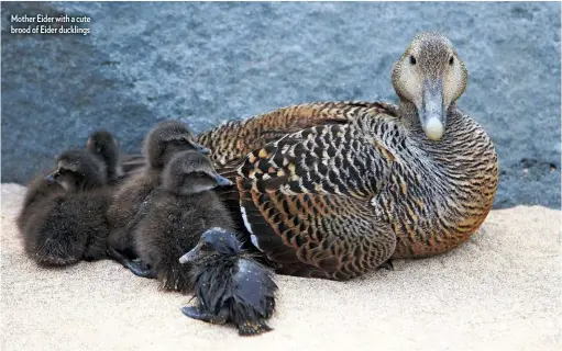  ??  ?? Mother Eider with a cute brood of Eider ducklings