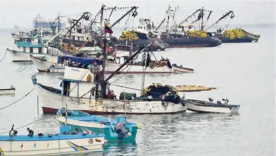  ??  ?? kEcuador exporta al año $ 1.600 millones en diferentes productos pesqueros, de los cuales el 85% es atún. Una nueva normativa sumaría a esta oferta el calamar gigante.