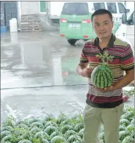  ?? HE QI / FOR CHINA DAILY ?? Zhu Linjie sorts through watermelon­s at the Shanghai Lyuni Melon and Fruit Profession­al Cooperativ­e.