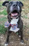  ?? CONTRIBUTE­D ?? Meet Rigs. He is 8 to 9 years old and is up for adoption throughAdo­ptA Pit Rescue. He is “sassy” and “spunky” and loves treats, toys and naps.