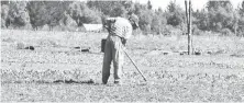  ??  ?? AGRICULTUR­A Y GANADERÍA acumuló 2,5% en lo que va del año, y a doce meses aumentó 13,9%.