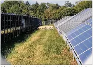  ?? RICHARD WILSON / STAFF ?? A fenced-in 1-megawatt solar array located on Antioch College’s farm is the grazing grounds for nine sheep that are being raised to feed students.