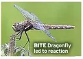 ?? ?? BITE Dragonfly led to reaction