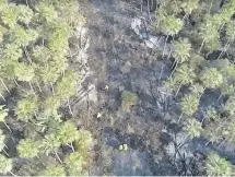  ??  ?? Bomberos y voluntario­s de las estancias abrieron picadas para frenar el avance del fuego en las reservas.