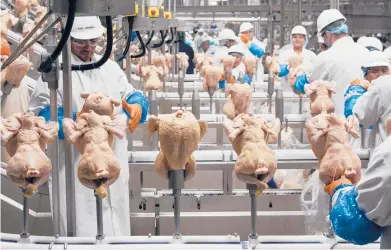  ?? NATI HARNIK/AP 2019 ?? Poultry is linked to some 310,000 salmonella infections, leading to roughly 26,500 hospitaliz­ations and 420 deaths in the U.S. each year. The USDA is setting up pilot projects to try and cut those numbers. Above, workers at a poultry plant in Fremont, Nebraska.