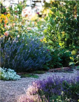  ??  ?? ABOVE LEFT Lemon thyme and English lavender edge the gravel pathway with clumps of purple. A heavily laden ‘Lemonade’ tree hangs over the path. ABOVE RIGHT Roma tomatoes are staked in this raised garden bed, while cucumbers trail over the edge of a...